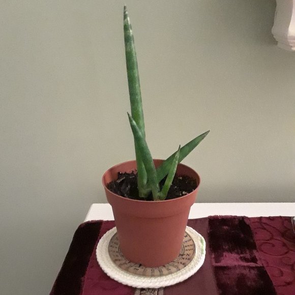 Cotton Rope Coasters - Set of 4 (NWT) - Picture 10 of 11